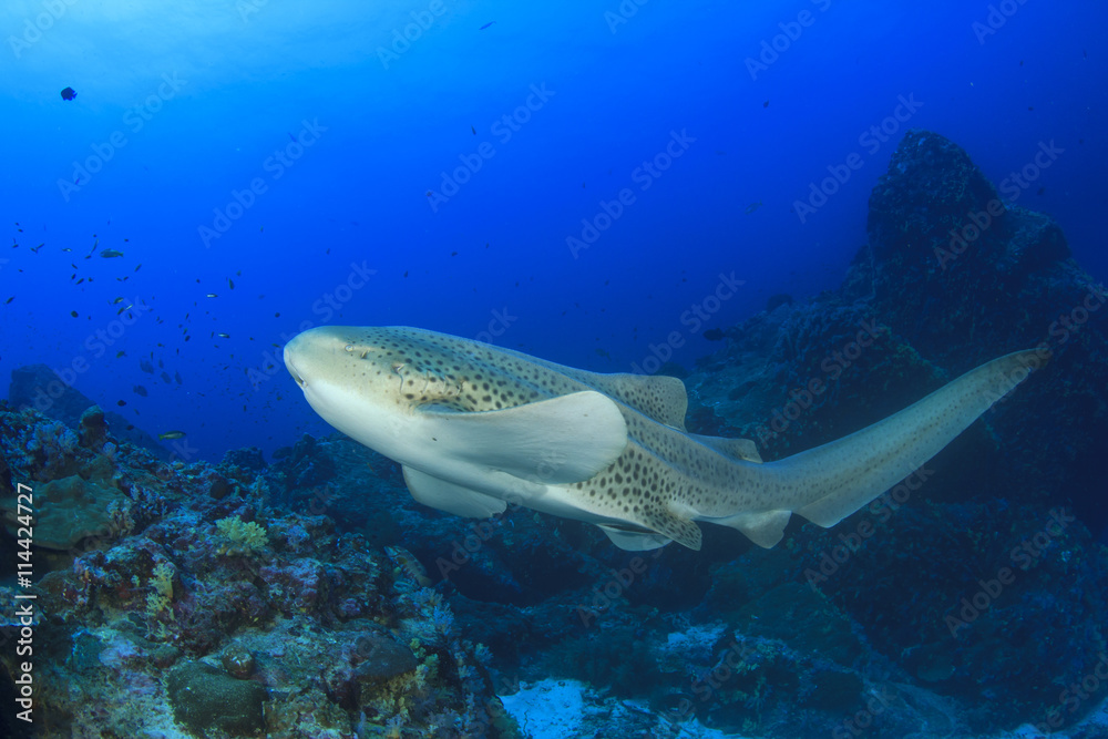 Fototapeta premium Leopard Shark (Zebra Shark)