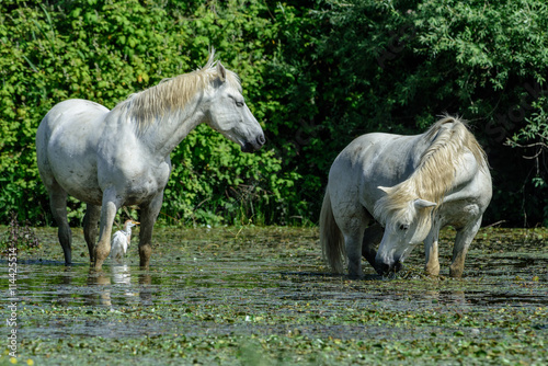 Cavalli allo stato brado © scabrn