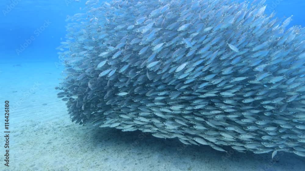 Unterwasser - Riff - Fisch - Fischschwarm - Tauchen - Curacao - Karibik - 4K