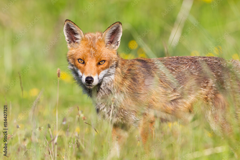 Fox Fox
