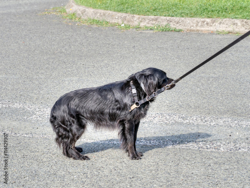 Lazy dog - refusing walk today. photo