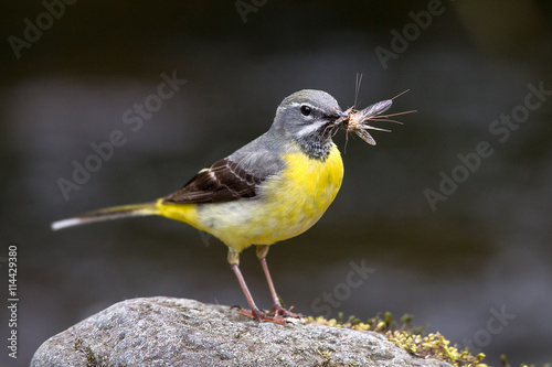 Grey Wagtail with chicks