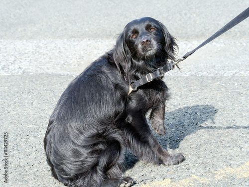 Fotografía Dog not keen on seeing vet, veterinarian. Refusing, resisting.
