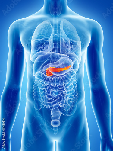 3d rendered, medically accurate illustration of the pancreas