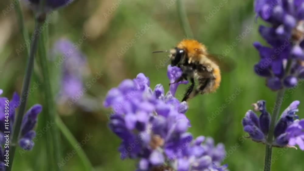 bumblebee gathering pollen of a lavender flower bumblebee gathering pollen of a lavender flower