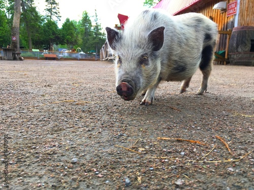 cochon
