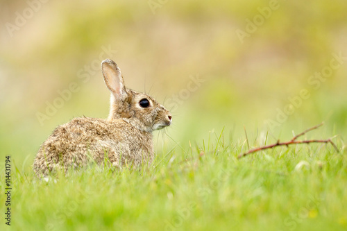 Rabbit in field © markmedcalf