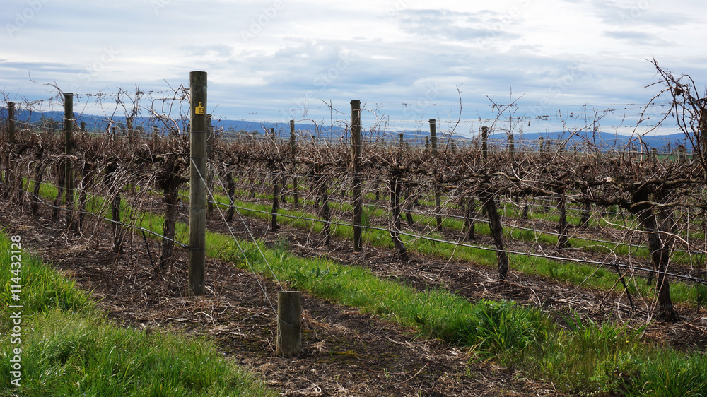 Landscape with winter vineyard