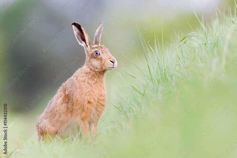 Brown Hare Brown Hare