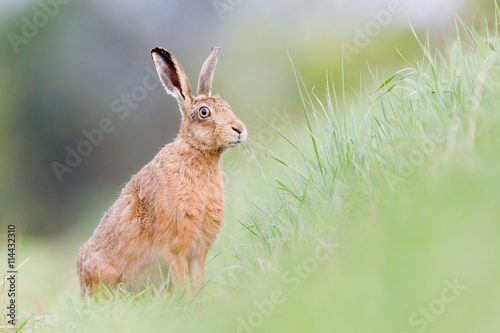 Brown Hare © markmedcalf