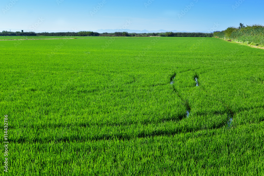 paddy field in the Albufera in Valencia, Spain paddy field in the Albufera in Valencia, Spain