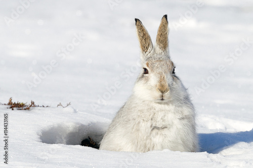Canvas-taulu Mountain hare in snow