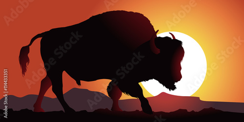 Bison - Amérique
