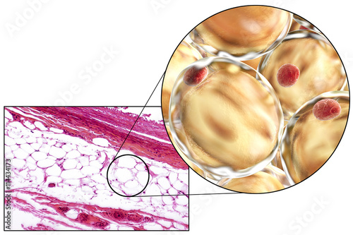 White adipose tissue, light micrograph and 3D illustration, hematoxilin and eosin staining, magnification 100x. Fat cells (adipocytes) have large lipid droplet which remains unstained photo