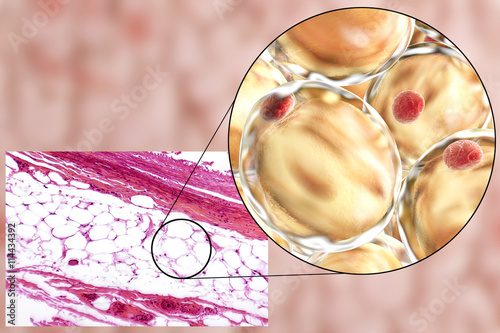 White adipose tissue, light micrograph and 3D illustration, hematoxilin and eosin staining, magnification 100x. Fat cells (adipocytes) have large lipid droplet which remains unstained photo