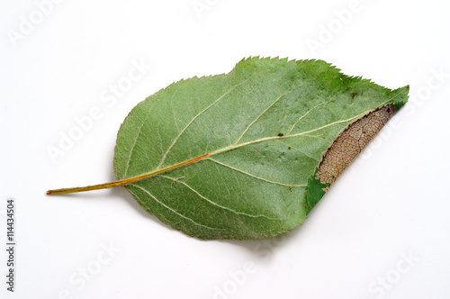 Phyllonorycter blancardella on a apple leaf