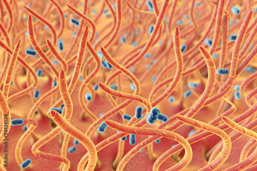 Fotografia Bordetella pertussis bacteria in respiratory tract, 3D illustration
