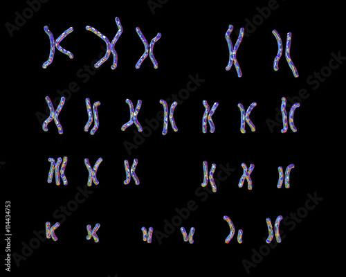 Patau-syndrome karyotype, male or female, unlabeled. Trisomy 13. 3D illustration