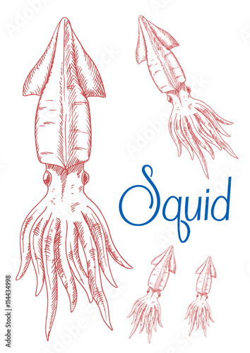 Sketches of greater hooked squid for nature design
