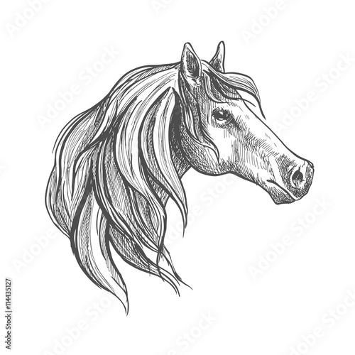 Fototapeta Naklejka Na Ścianę i Meble -  Sketch of a horse of american quarter breed