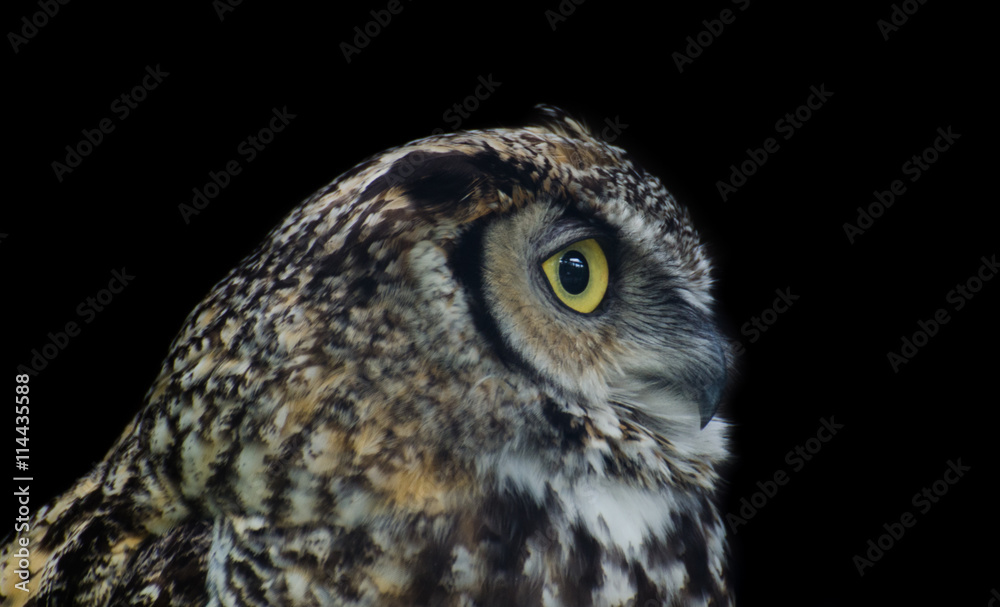 Obraz premium Owl on black background