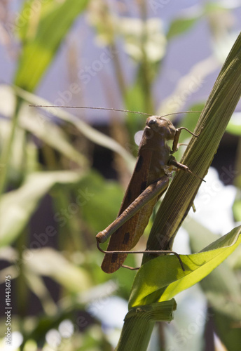 False grasshopper on leaves 