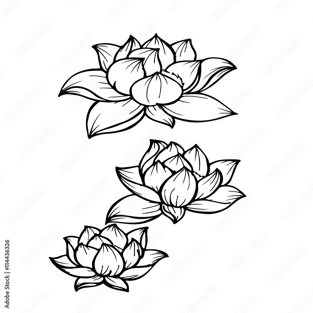 Obraz premium Водная лилия эскиз татуировка