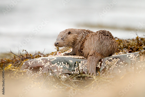 Obraz na plátně Otters eating crab