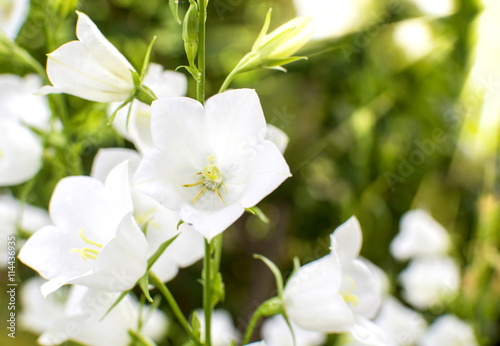buds white campanula