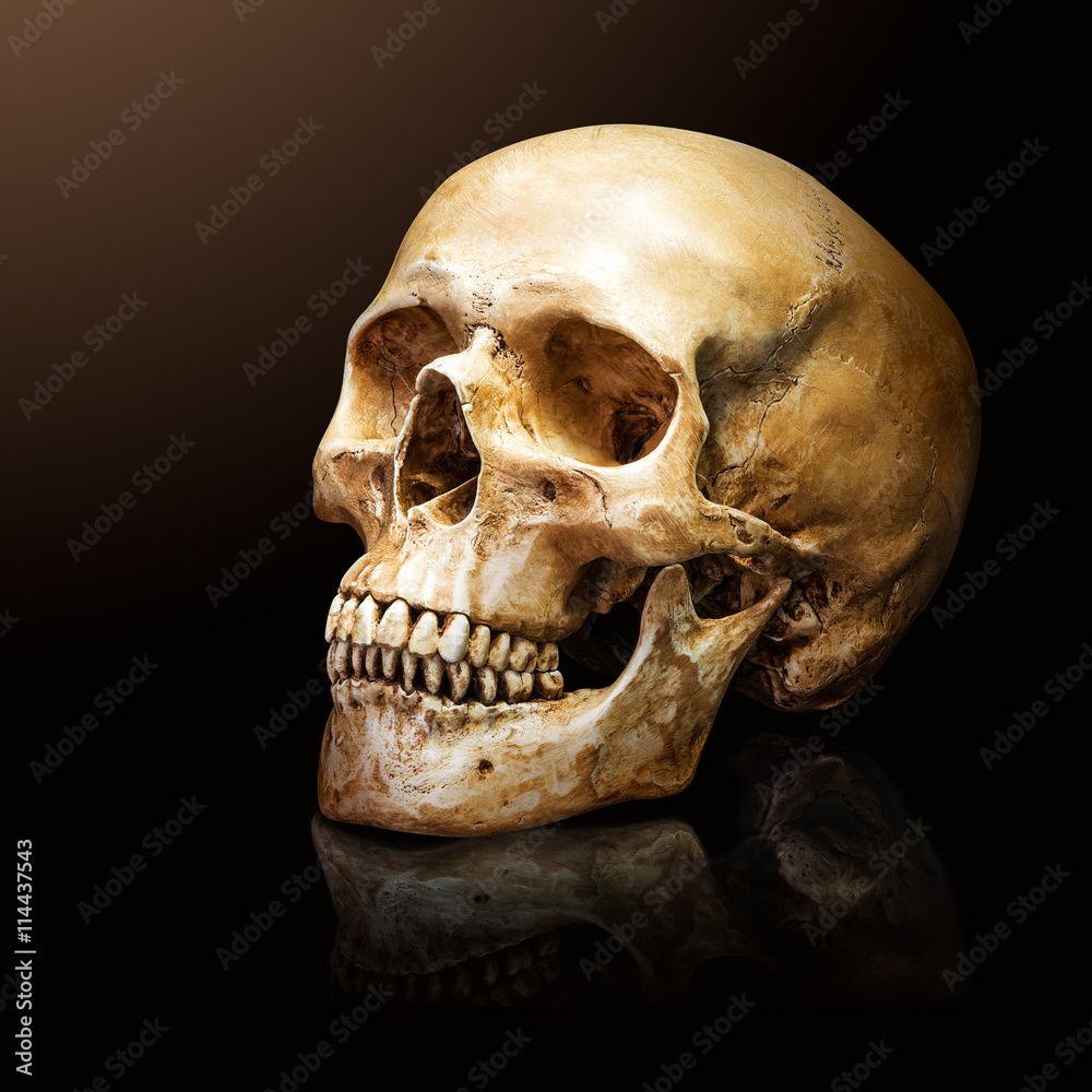 Obraz premium Human skull