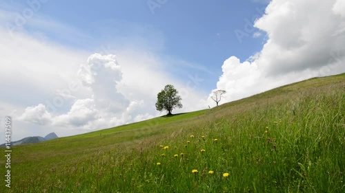 Summer landscape in the meadow of wildflowers. Video clip with audio sounds of the village,  cicadas. Thunder before a storm. Wide lens.