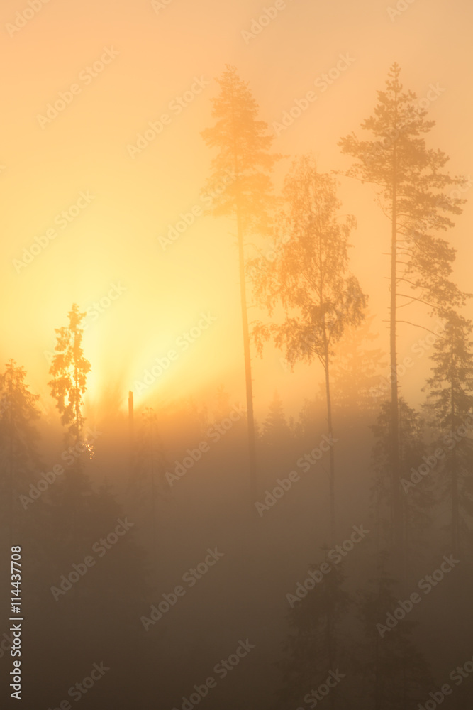 Trees in mist, Finland Trees in mist, Finland