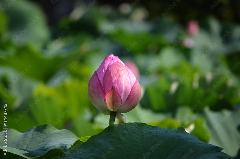 Pink lotus bud, Kyoto Japan.