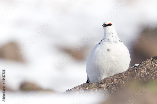 Ptarmigan in snow photo