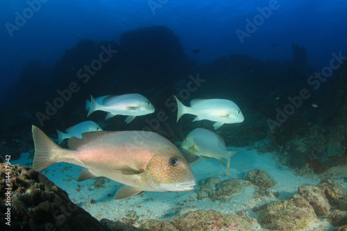 Sweetlips fish on coral reef in sea