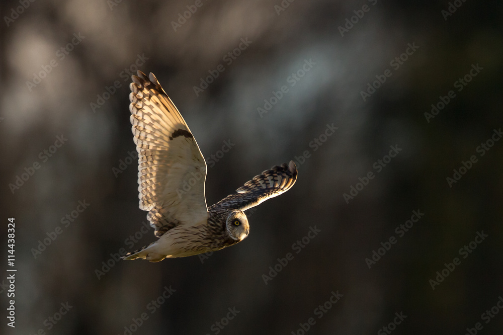 Fototapeta premium Short-eared owl flying