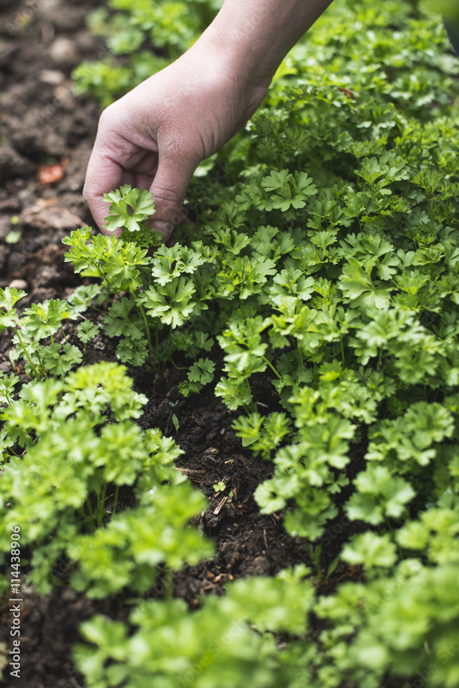 Picking parsley in a garden Picking parsley in a garden