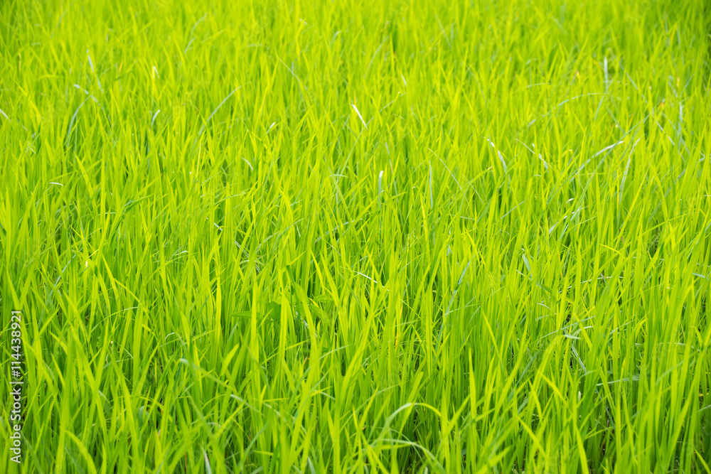 Green Top leaves rice field for nature background Green Top leaves rice field for nature background