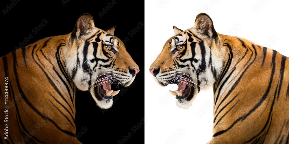 Obraz premium Siberian tiger