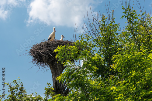 Stork and chick.
