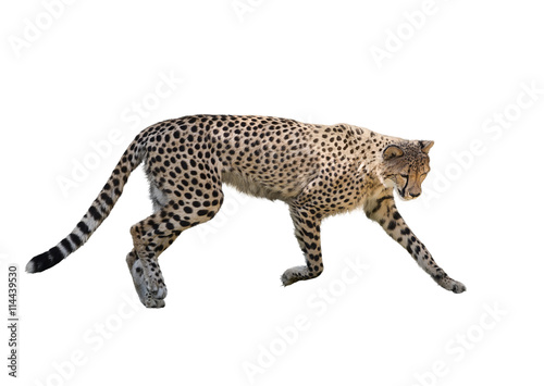 Cheetah Running ,Isolated on white