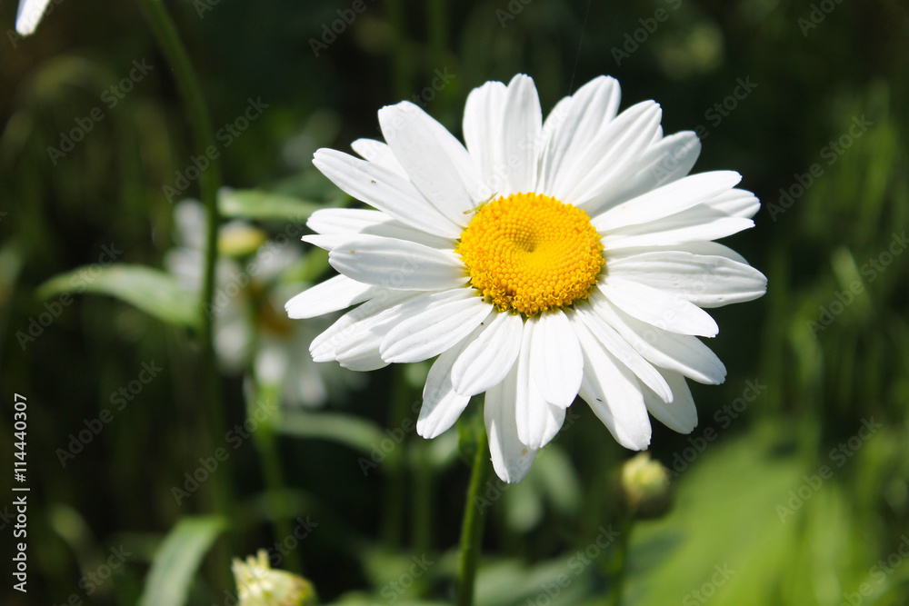 Camomile in garden Camomile in garden