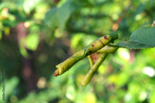 Byctiscus betulae in curled leaf rose photo