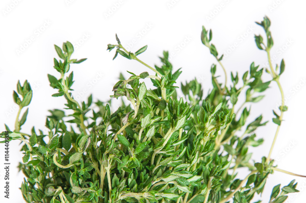 Fototapeta premium kitchen herb thyme isolated on white background