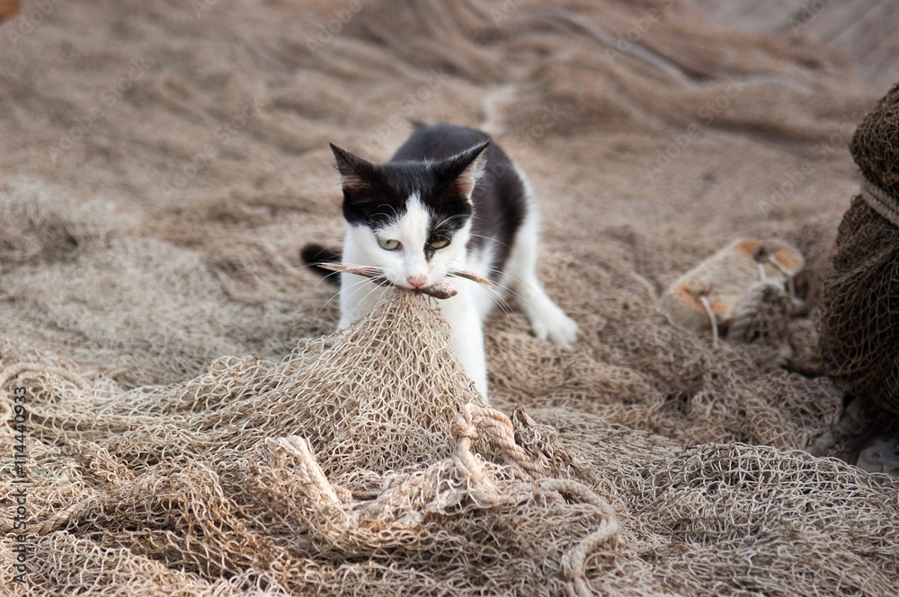 Cat is caught fish on the fishing net