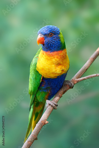 Rainbow lorikeet (Trichoglossus moluccanus)