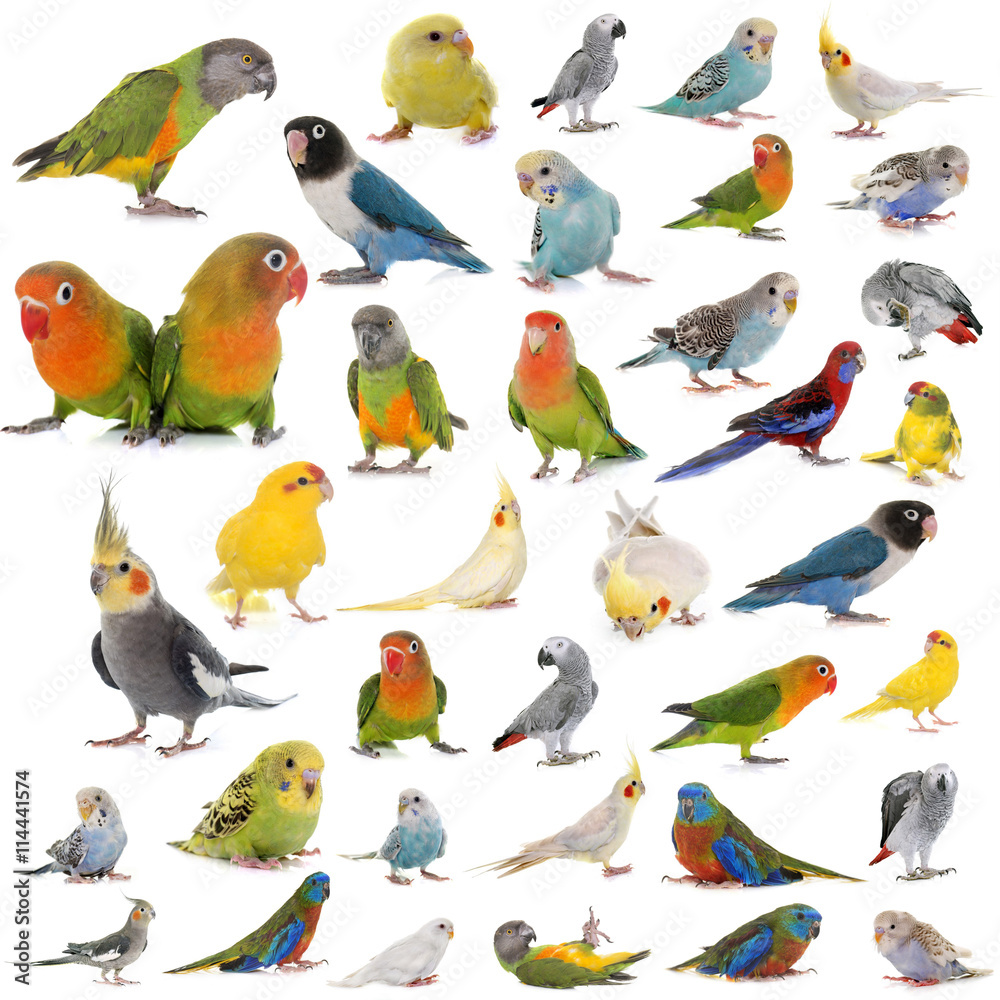 Naklejka premium group of parrots