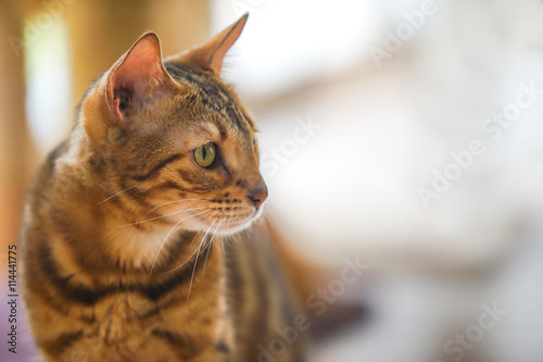 Fototapeta Naklejka Na Ścianę i Meble -  cat in the living room, select focus eye