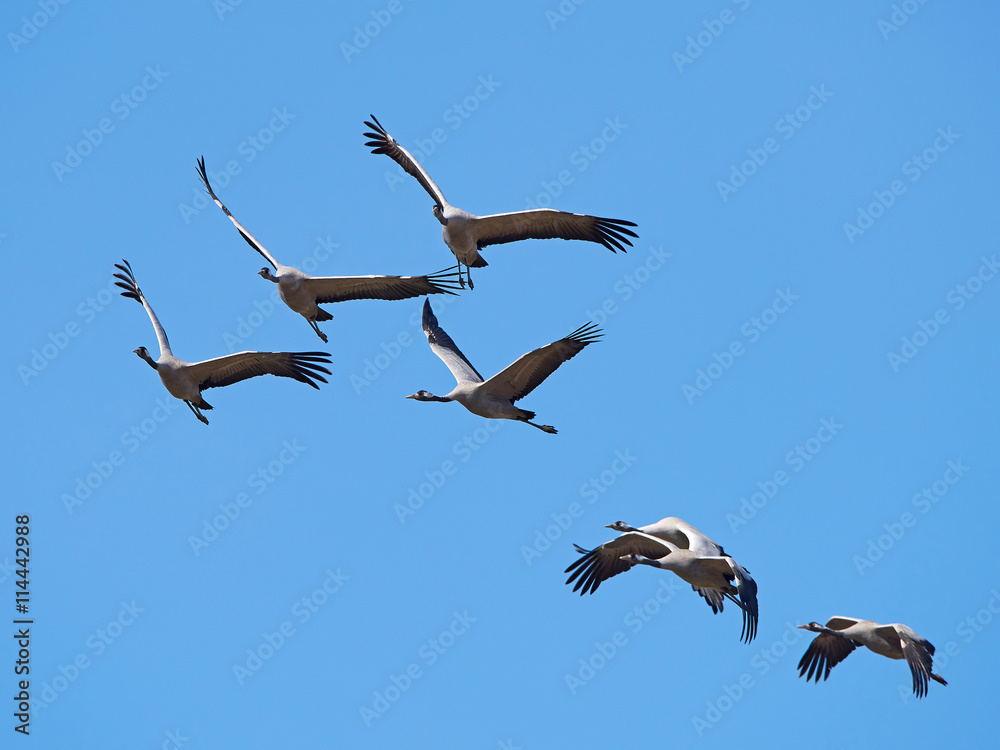 Fototapeta premium Common crane (Grus grus)
