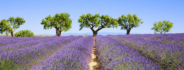Crédence de cuisine Lavande Champs de lavande en Provence française  © Frédéric Prochasson